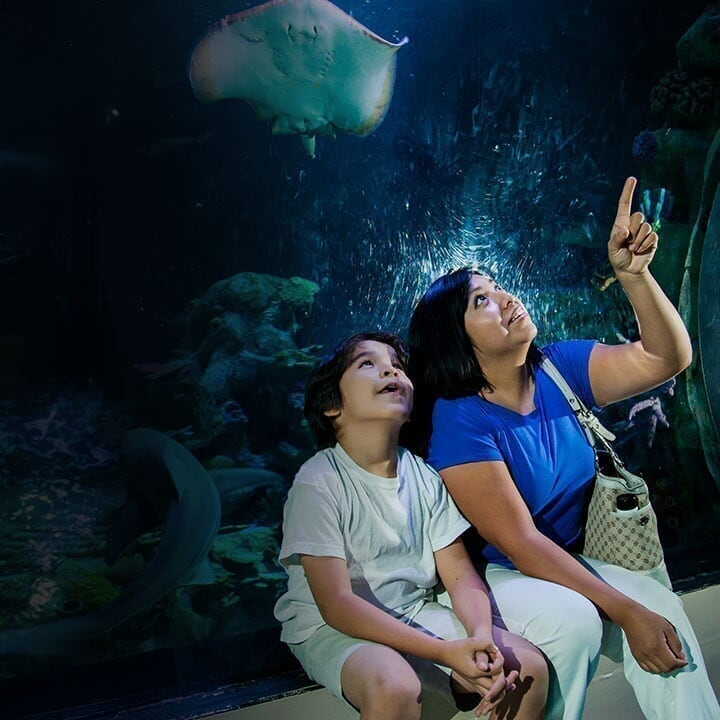 Concord Mills - Spot 2 - SEA LIFE Charlotte-Concord SEA-Life_Concord_Spot-2_d4_20191029141729.jpg