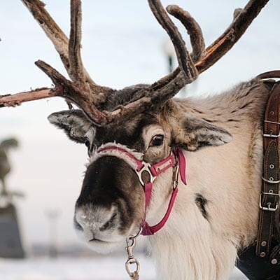 University Par Mall - Spot 4 - Meet Santa's Reindeer SantaReindeer_Spot4_Mobile_m4_20191210103855.jpg