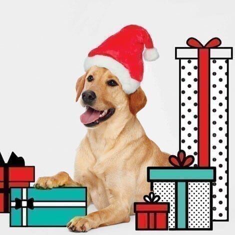 Carlsbad Premium Outlets - Promo Spot 2 - Pet Photos carlsbad_promo2_d4_20191103125240.jpg