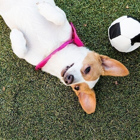 Coconut Point - Promo - Dog’s Night Out dog-Promo-Spot_d4_20191031113113.jpg